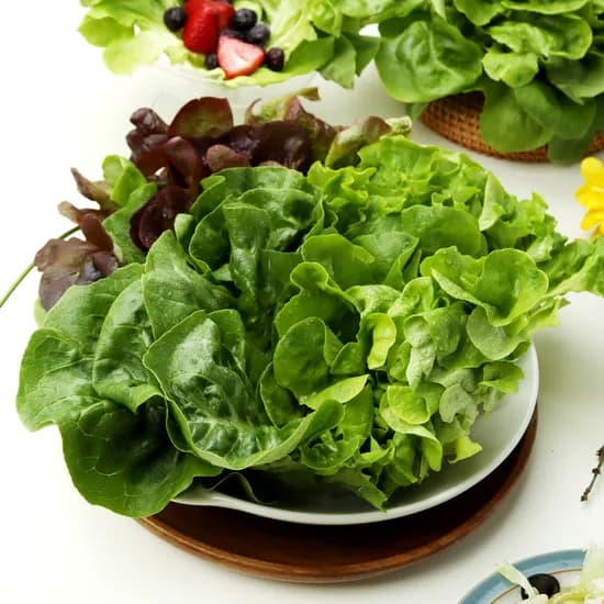 샐러드채소 1kg 5-6종 랜덤