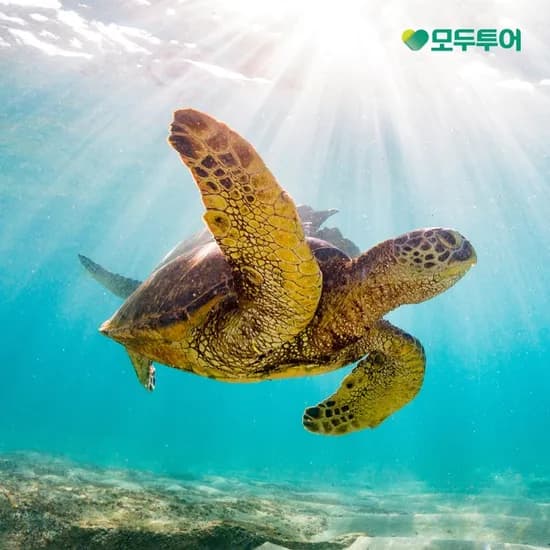 보홀 5/6일 항공+5성급 리조트 59만원대 / 라메디 4성급 34만원대