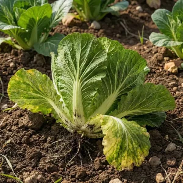 국내산 제철 햇 봄동 2kg 7520원 3kg 9760원 5kg 13340원