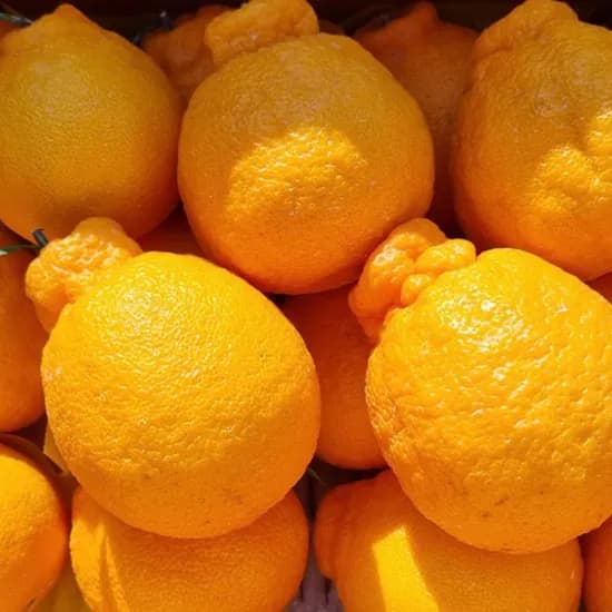 가족 제주 한라봉 3kg 1박스