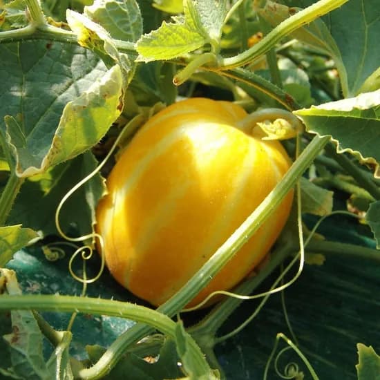 참외 가정용 랜덤과 2kg