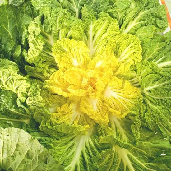 국내산 제철 봄동배추 2kg