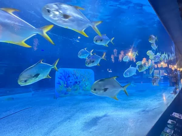 코엑스 아쿠아리움 모바일 1인 입장권