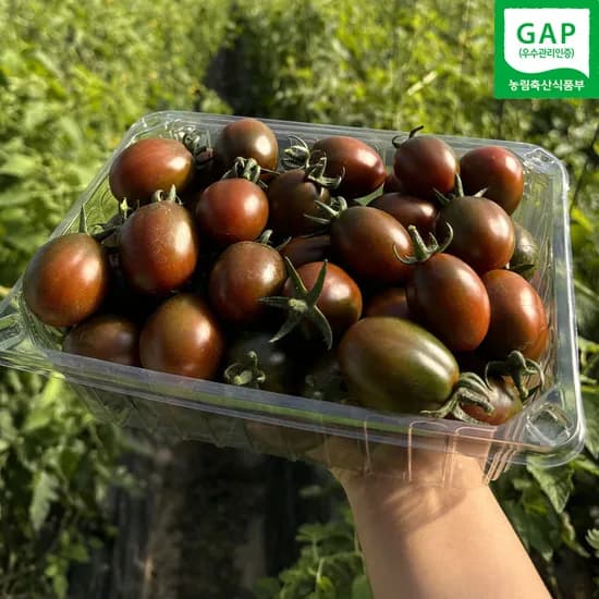 GAP 짭짤이 흑대추방울토마토 500g 1-2번 로얄과