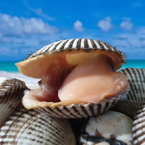 벌교직송 국내산 피꼬막 특품 2kg