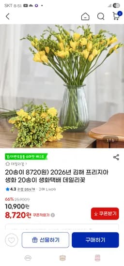 프리지아 생화 20송이