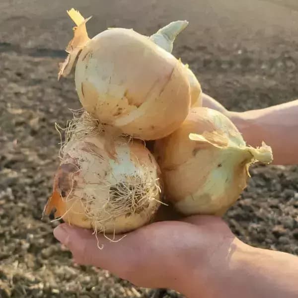 국내산 달달하고 단단한 햇 양파 5kg 중대