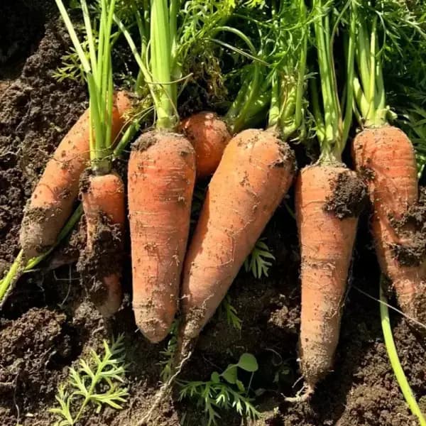 아삭달큰 국내산 제주 구좌 햇 흙당근 5kg