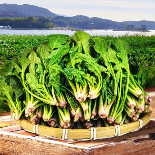 남해 보물초 시금치 1kg 7,900원