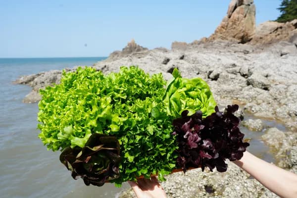 스타팜스 에브리태안 당일수확 유러피안 샐러드 5종 7,900원 무배