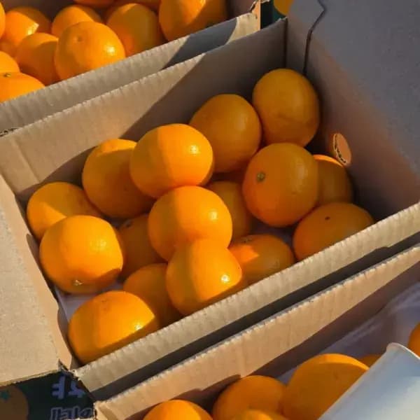 천혜향 2kg 로얄 중과 12과내외 11,090원 무배