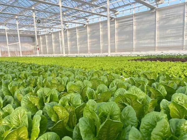 팜마실 유러피안 샐러드 4종 1kg 7,900원 무배