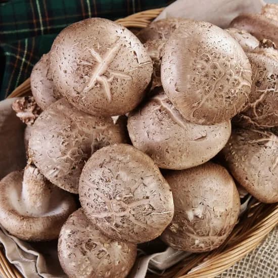 GAP인증 생표고버섯 1kg  7,590원~ 무배