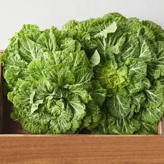 진도 봄동 1.5kg 4,540원~ 무배에용