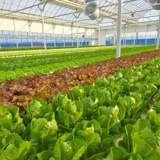 국내 모듬 쌈 채소 샐러드 1kg 8,330원