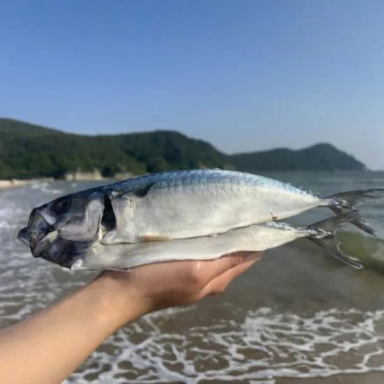 국내산 부산 손질 자반 고등어 대 10마리 19,960원 무배