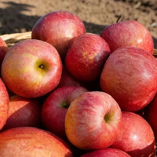 ABC 주스용 사과/비트/당근/양배추/샐러리 5종 채소과일 18,530원~