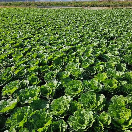 봄바람 봄동 1kg 7,640원