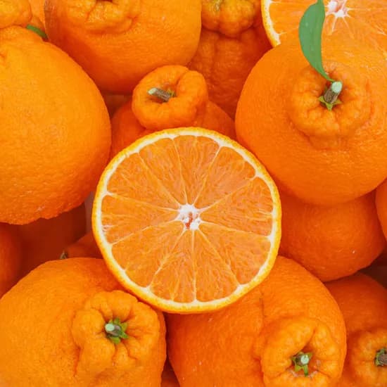 고당도 하우스 제주한라봉 9kg 27,900원 무배