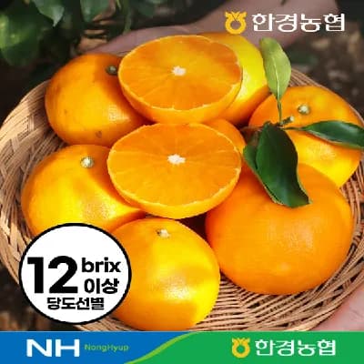 제주한경농협 천혜향 고당도 2kg 로얄과 16,900원 무배