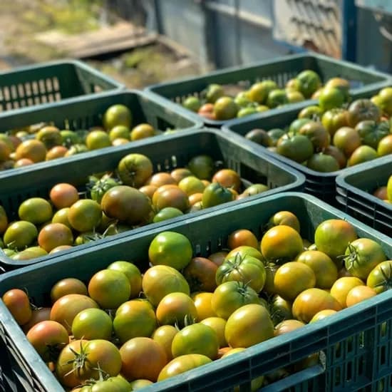 대저 찰토마토 특품 2.5kg (L) 12,580원 무배