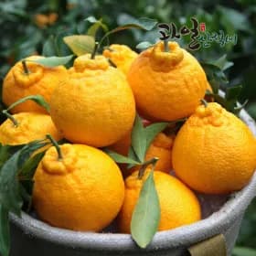 제주 하우스 한라봉 벌크 중대과 4.5kg 특품 18,130원