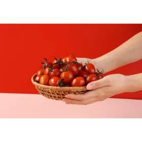 스테비아 방울토마토 1-2번과 500G X 4팩 13,520원 무배