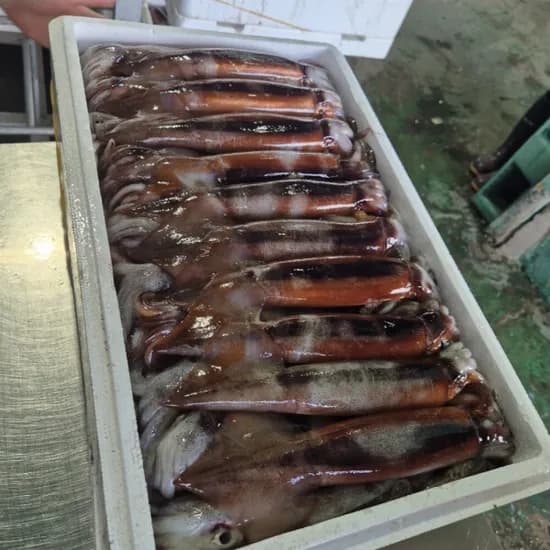 국내산 초코오징어 2-3미 내외 13,960원