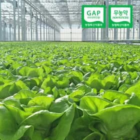야채 쌈채소 무농약 1kg내외 6970원