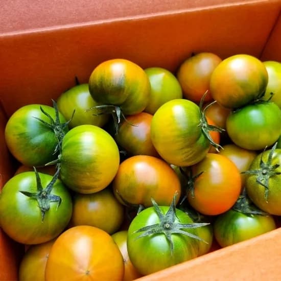 대저 짭짤이토마토 5kg 로열과 24,720원