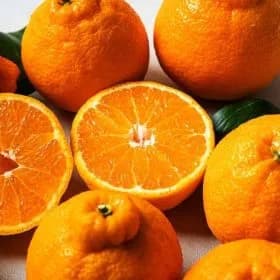 제주산 고당도 하우스 한라봉 2kg 로얄과 10900원 무배 핫딜 달려요!