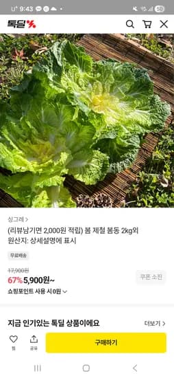 봄동 2kg 3,900원(체감) 무배
