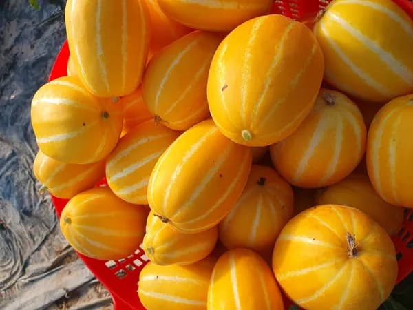 성주참외 가정용 소과 2kg