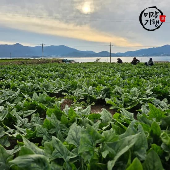 해풍맞고자란 남해 시금치 1kg 8,583원 무배