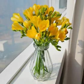 생화 프리지아 20대(2단)+고급화병 9,950원 무배