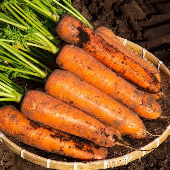 제주 구좌 당근 5kg 왕대 8,250원