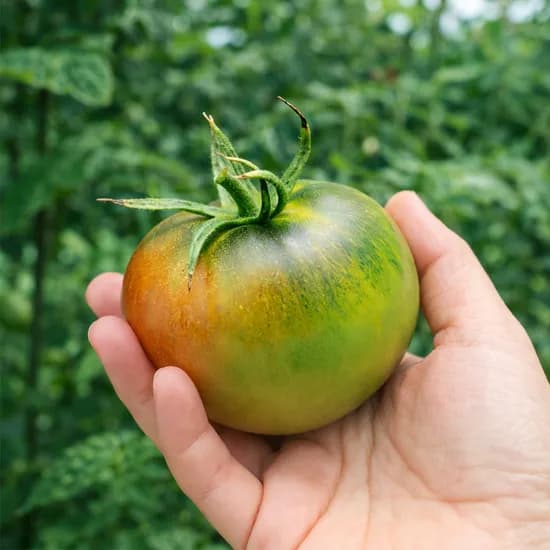 바잘농산물 부산 대저토마토 2.5kg 12,410원