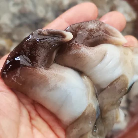 자연산 생물 손질 새조개