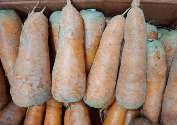 박군이네과일 제주제철당근 2kg 6,900원 무배