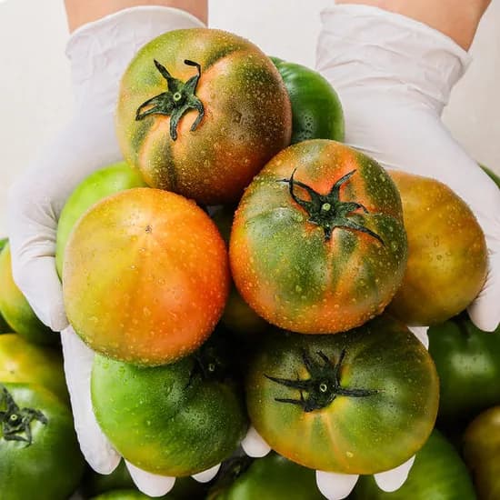 당일작업 부산 대저 토마토 2.5kg(대과)11,970원