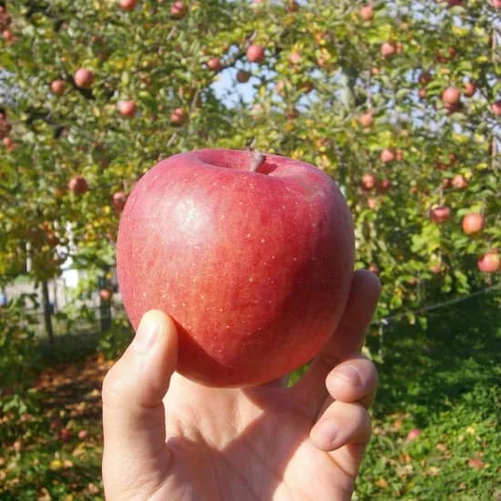 당도선별 맛난이 사과 꼬마 4kg 26과 내외 18,320원 무배