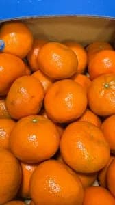 토마토 참외 만다린