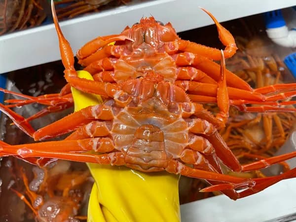 후포수산특별시 울진 자숙 박달홍게 4kg 28,900원 무배