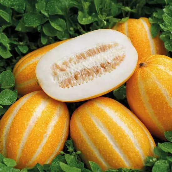 성주 꿀참외 가정용 1kg 8,500원 무배