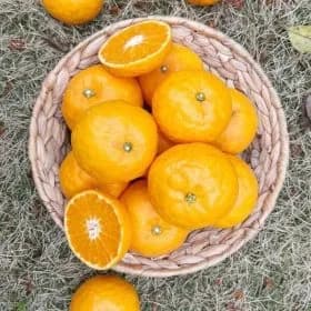 고당도 설국향 3kg 혼합과 13,940원