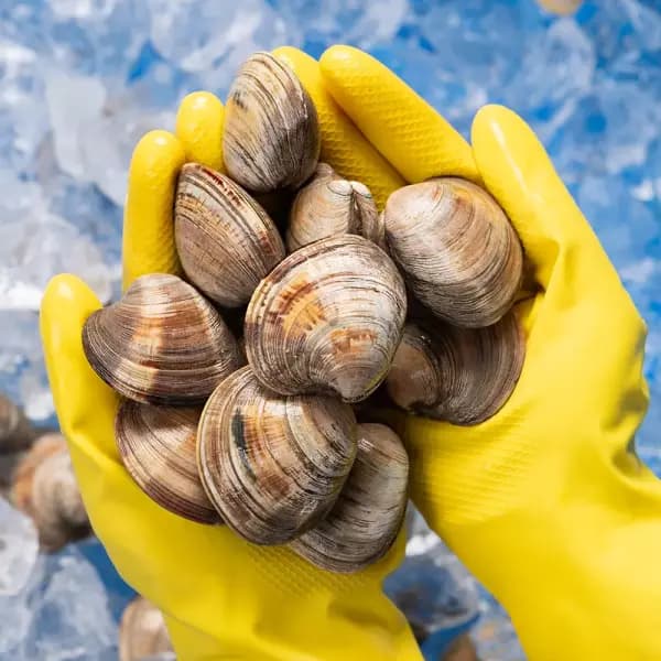 자연산 백합조개 2kg 9,490원