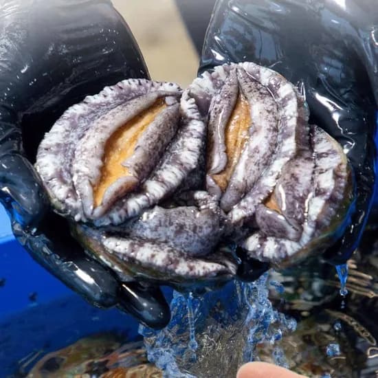 국내산 활전복 1kg 7-9미+손질솔 18150원 무배