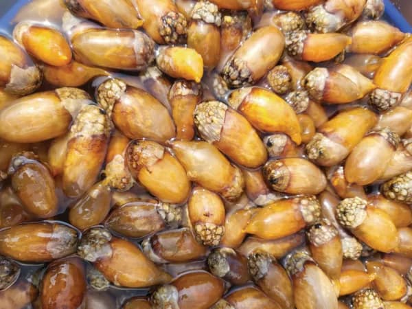 깐깐농수산 국내산 오만둥이 1kg 6,900원