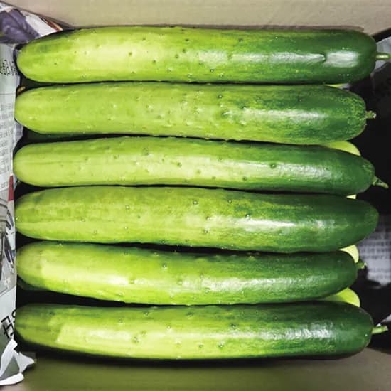 고흥 백다다기 오이 3kg 14개입