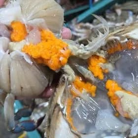 활 꽃게 생물 알배기 암꽃게 1kg 4~6미 30,380원